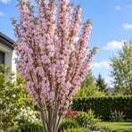 Okrasná čerešňa (Prunus serrulata) ´AMANOGAWA´ - výška 170-200 cm, kont. C45L - VIACKMENNÁ